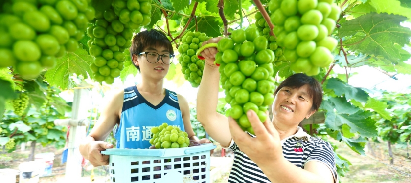 南京江北新区第八届盘城葡萄采摘季正式启动