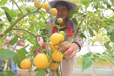 图为太空西红柿.
