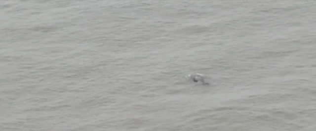 靖江16头江豚集体出游(图2)