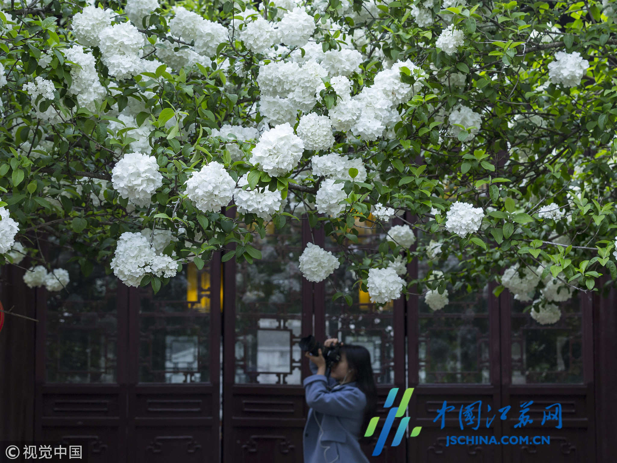 2018年4月6日,游人在南京清凉山公园欣赏烂漫开放的绣球花.