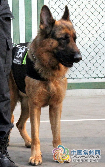 常州警犬大揭秘:它们很专业也很萌萌哒