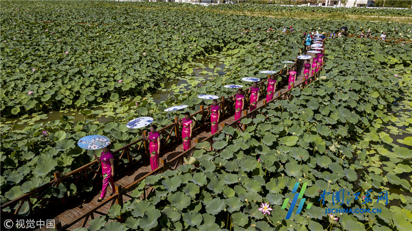 2018年7月18日,江苏南通,为期三个月的平园池第二届荷花节在如皋平园