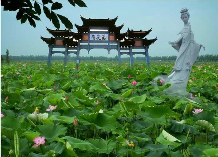 金湖荷花荡景区拿下国家4A级景区招牌_江苏国际在线