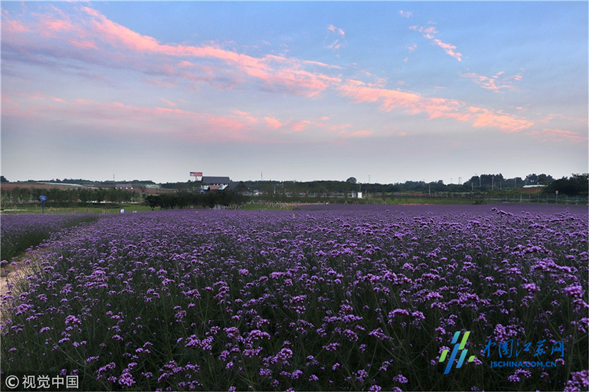 江苏镇江:30亩马鞭草悄然绽放 紫色花海吸引游