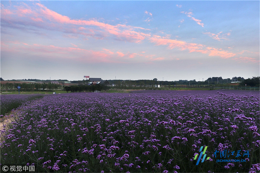 江苏镇江:30亩马鞭草悄然绽放 紫色花海吸引游