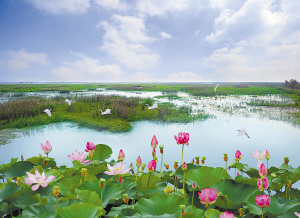 洪泽湖湿地,美不胜收"江苏宝贝"