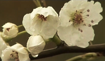 B28徐州―故道梨花.jpg