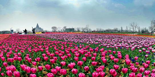 大丰荷兰花海风情小镇 中国郁金香第一花海