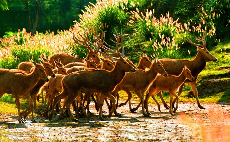 江苏省大丰麋鹿国家级自然保护区位于江苏省东部的黄海之滨, 1986年由