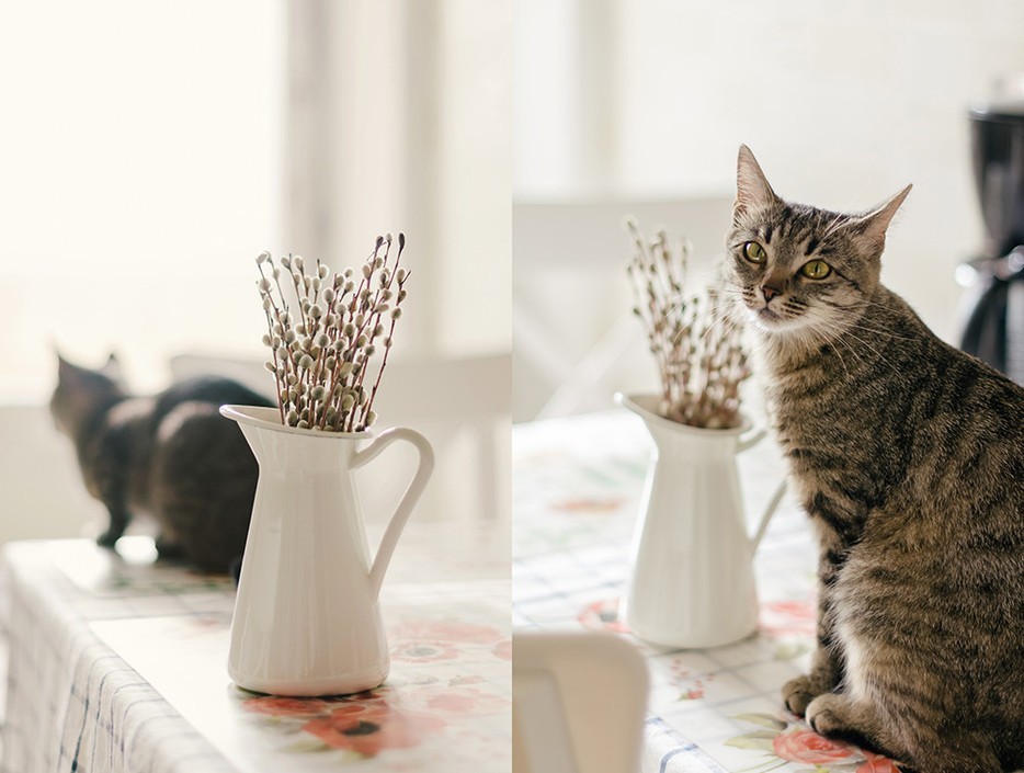 一只猫的幸福生活