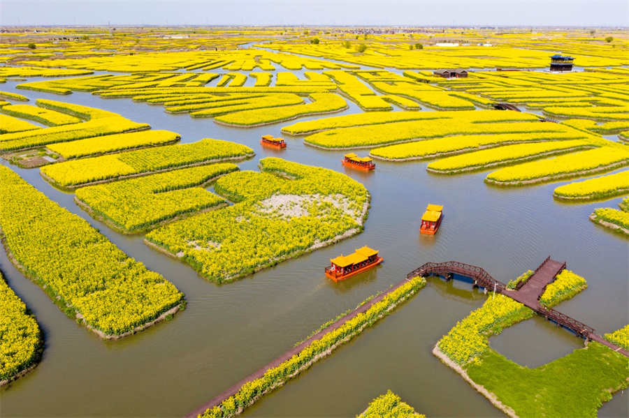 千垛菜花风景区图片