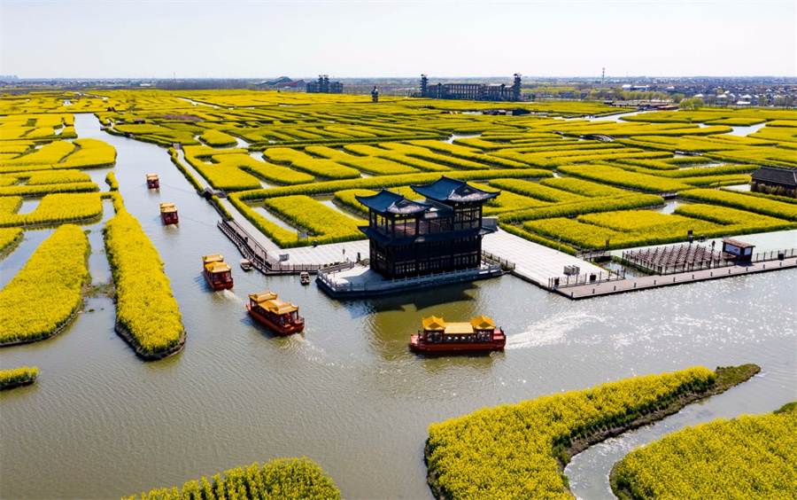 兴化千垛菜花美景如画