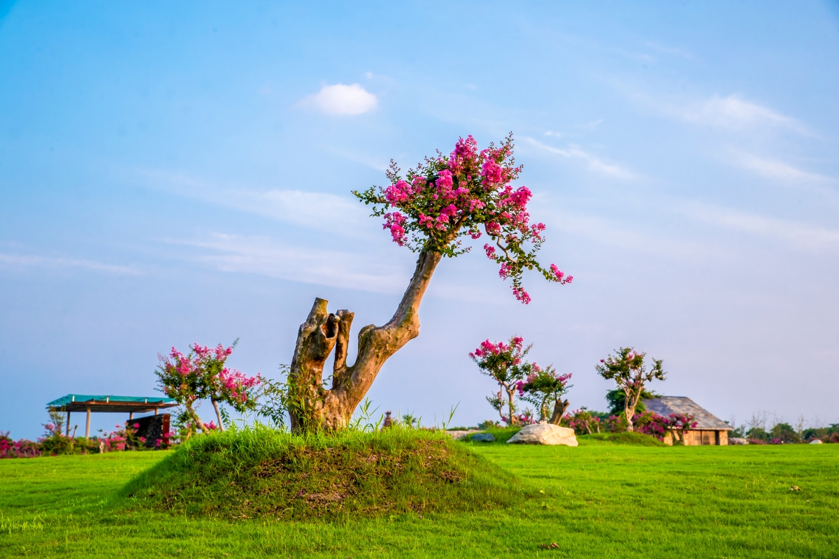 宿迁三台山紫薇花惊艳绽放浪漫醉人等你来