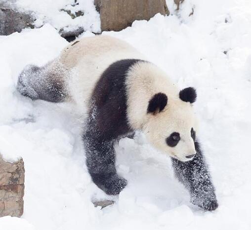 熊猫"戏"雪