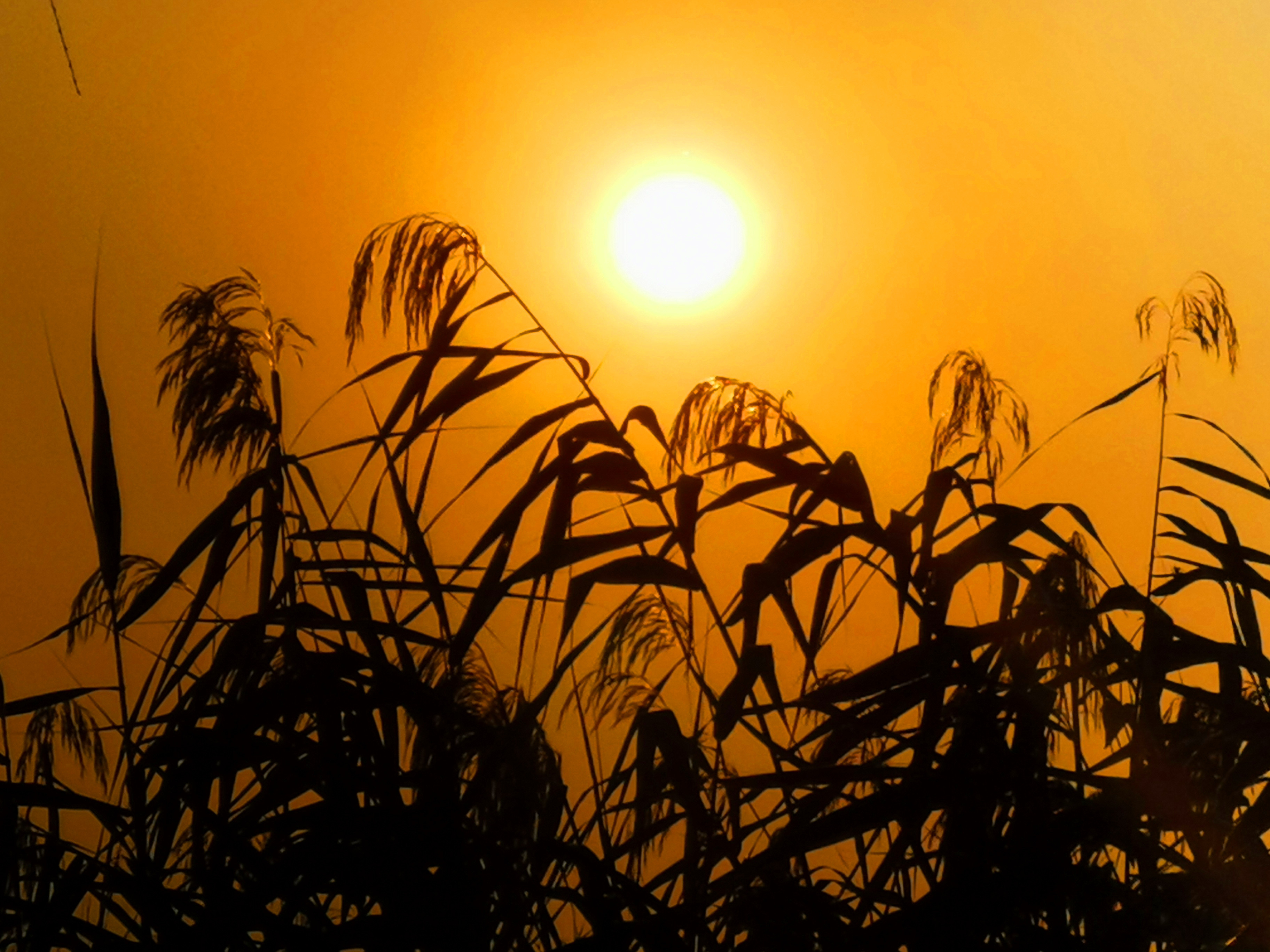 无锡滨湖落日熔金暮云合璧