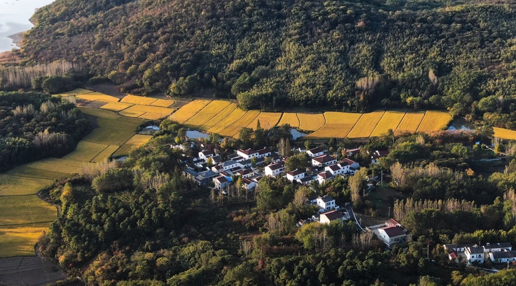 深秋时节,江苏句容下蜀镇的山林里各类树木换上了多