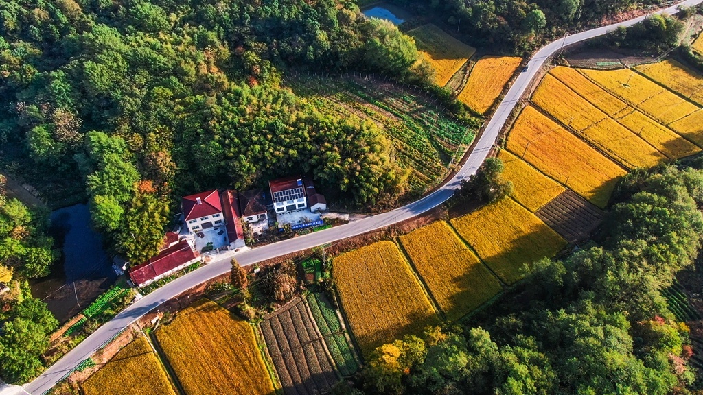 深秋时节,江苏句容下蜀镇的山林里各类树木换上了多