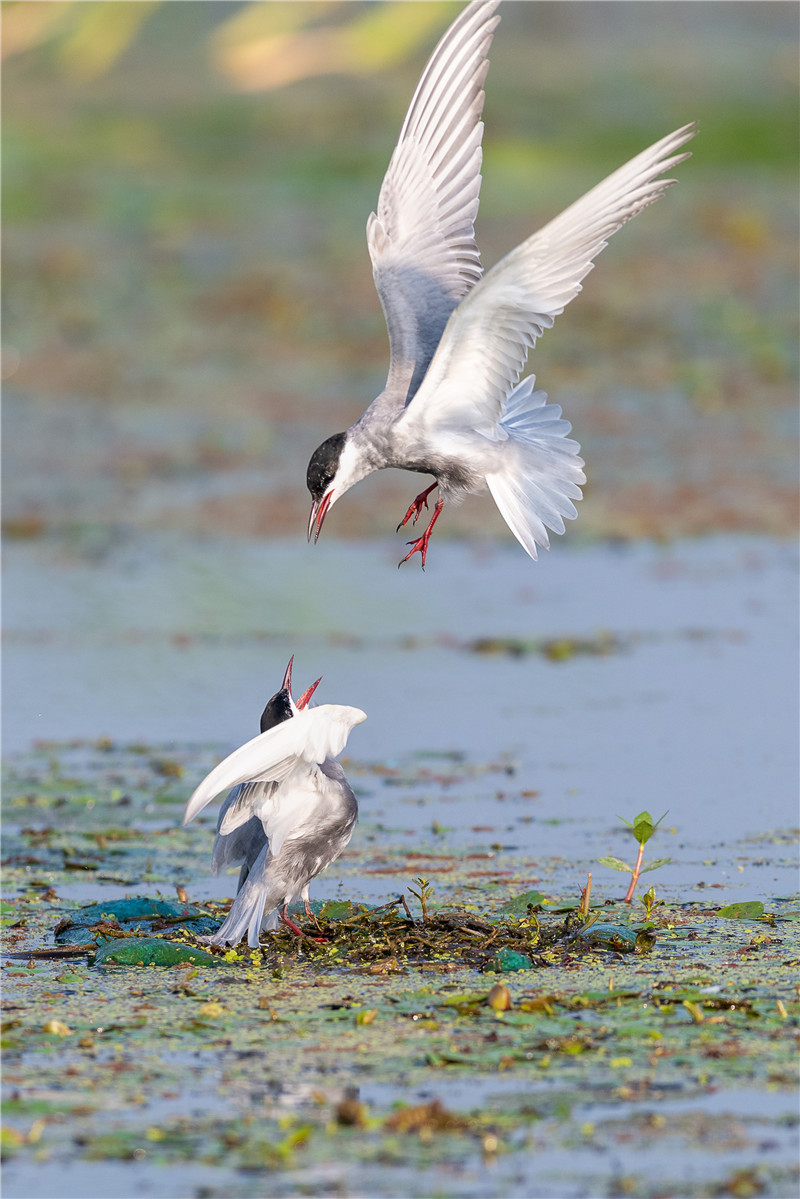 九龙口国家湿地公园:金滩银荡 万鸟栖息