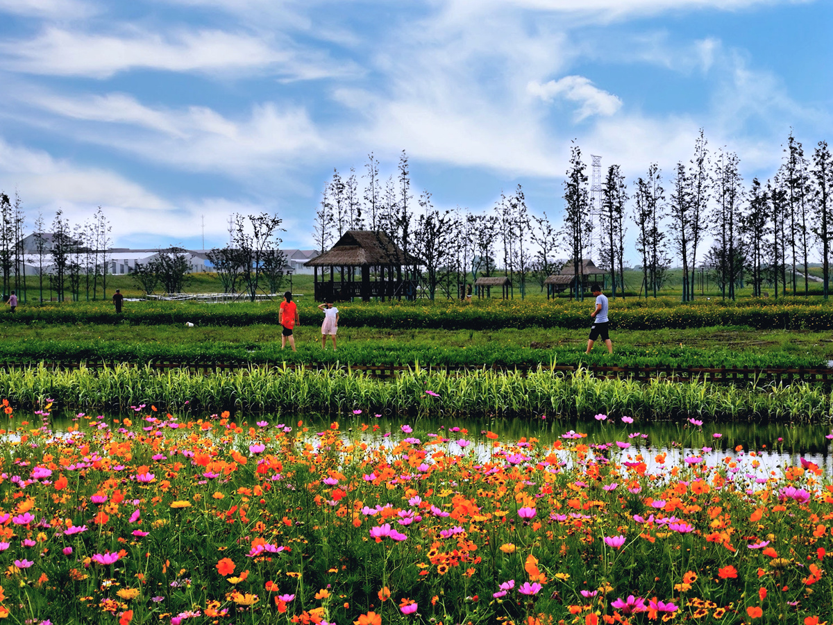 无锡前洲乡村振兴风光带上的醉美花海