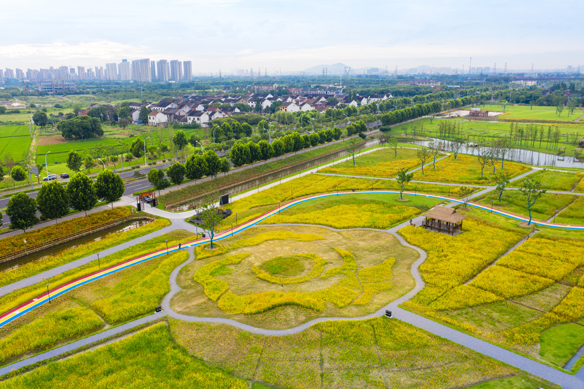 无锡前洲乡村振兴风光带上的醉美花海