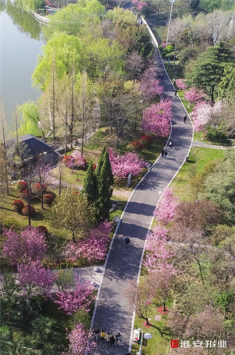 楚秀园大美海棠醉游人竞相绽放灿若云霞