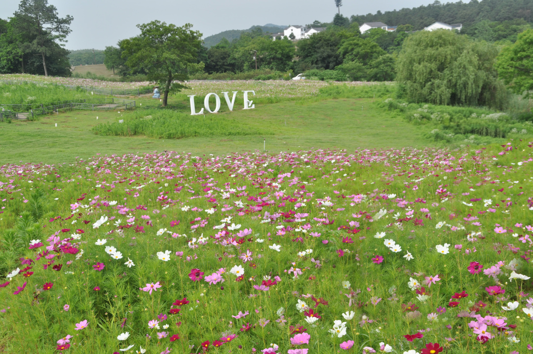 南京江宁谷里薰衣草绚丽绽放紫色花海醉游人