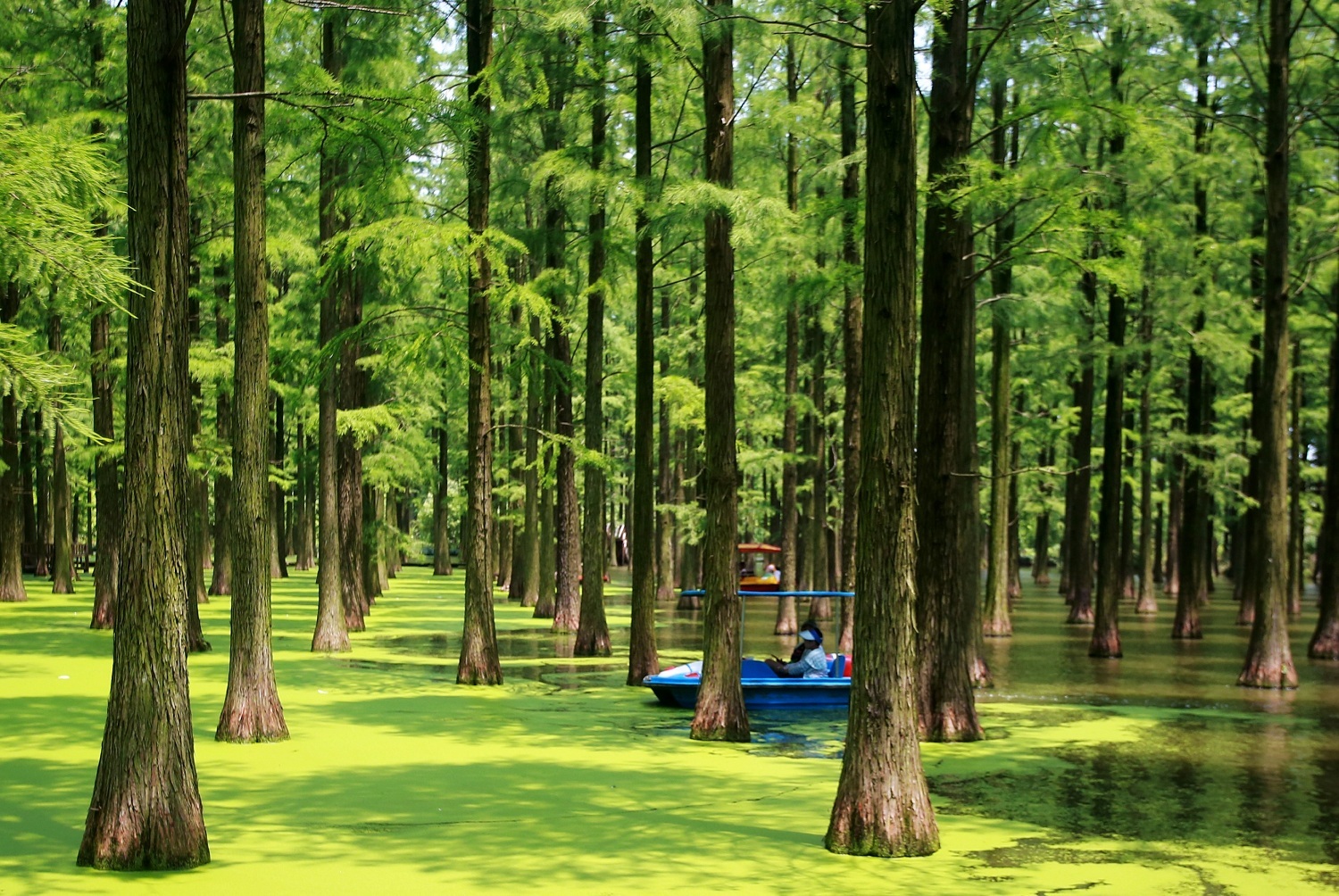 扬州渌洋湖湿地公园走进水上森林畅享清凉一夏
