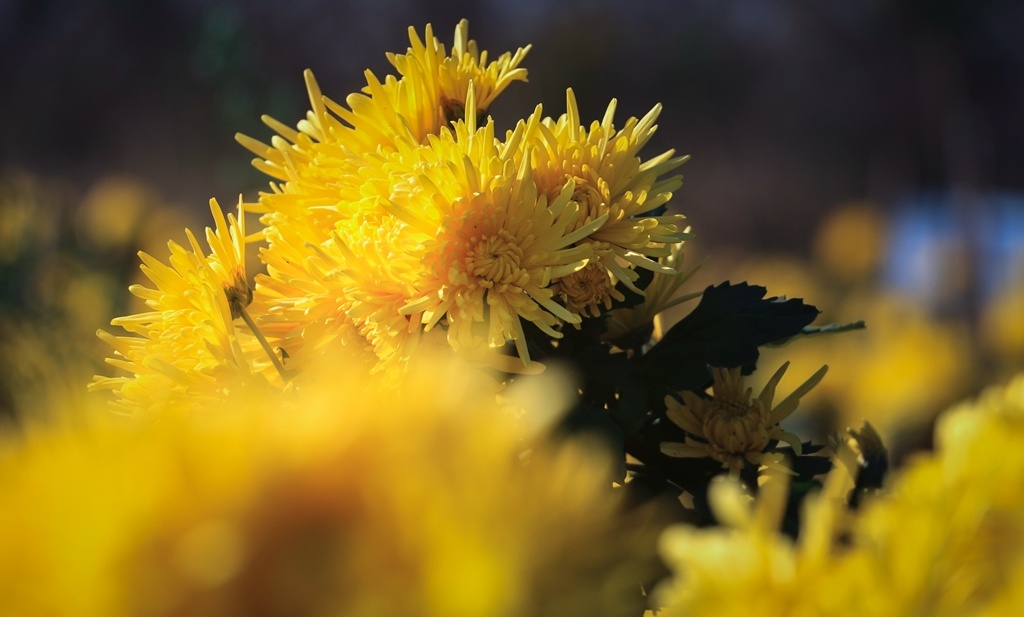 句容:金色花田菊飘香 农民采收忙