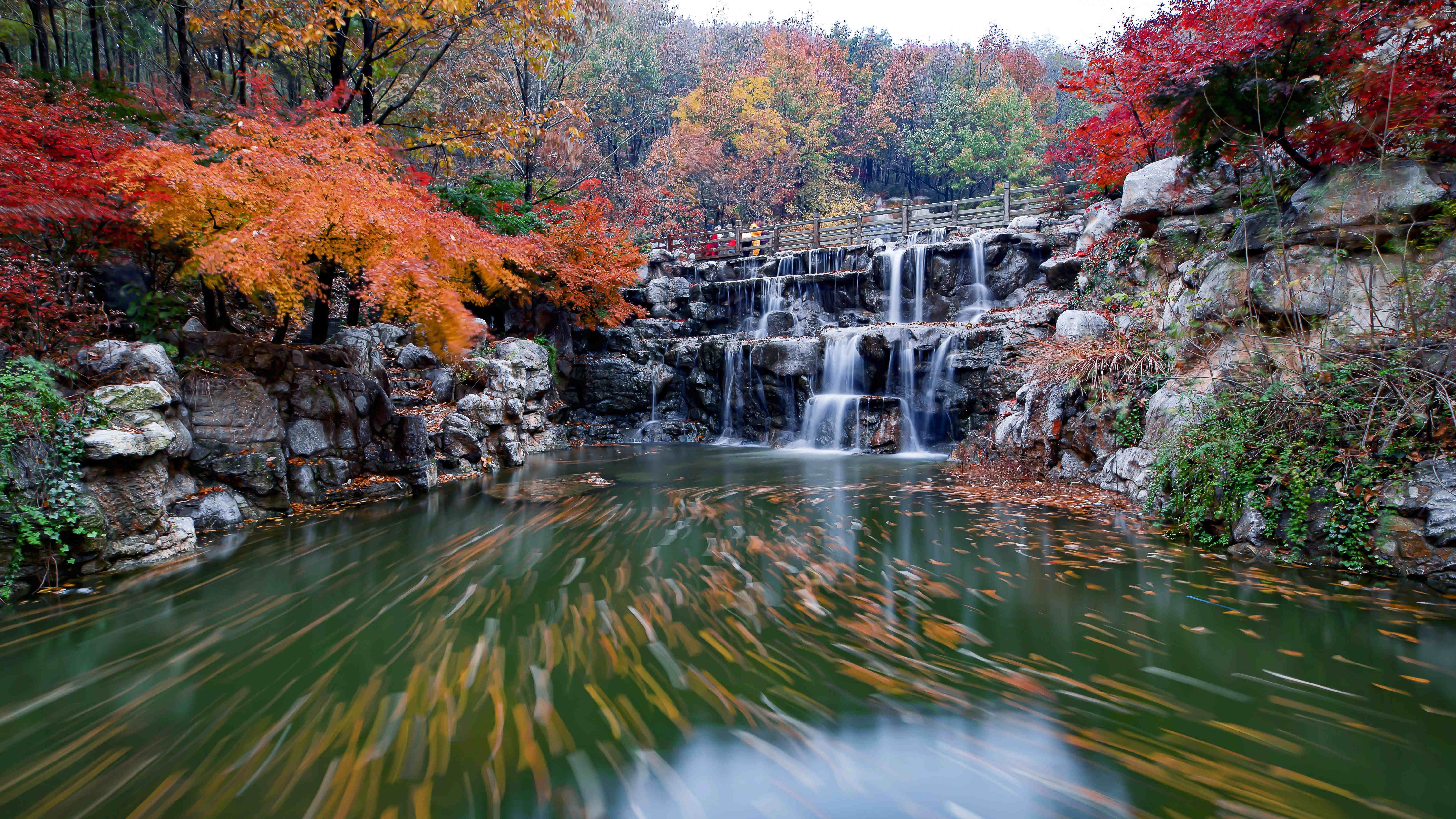 连云港灌云大伊山又是一年枫正红