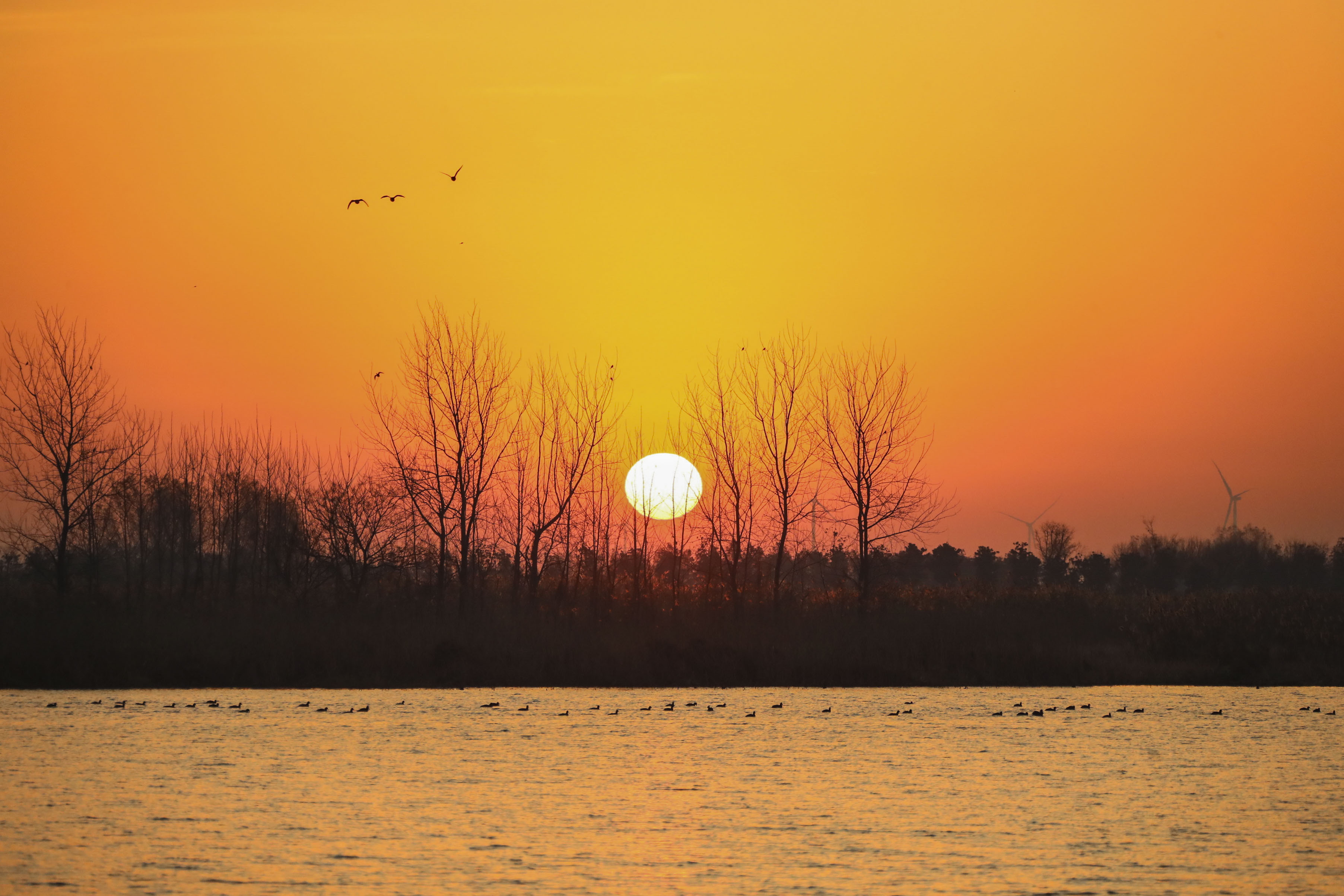 美丽江苏每日一景丨淮安白马湖国家湿地公园冬韵景致美不胜收