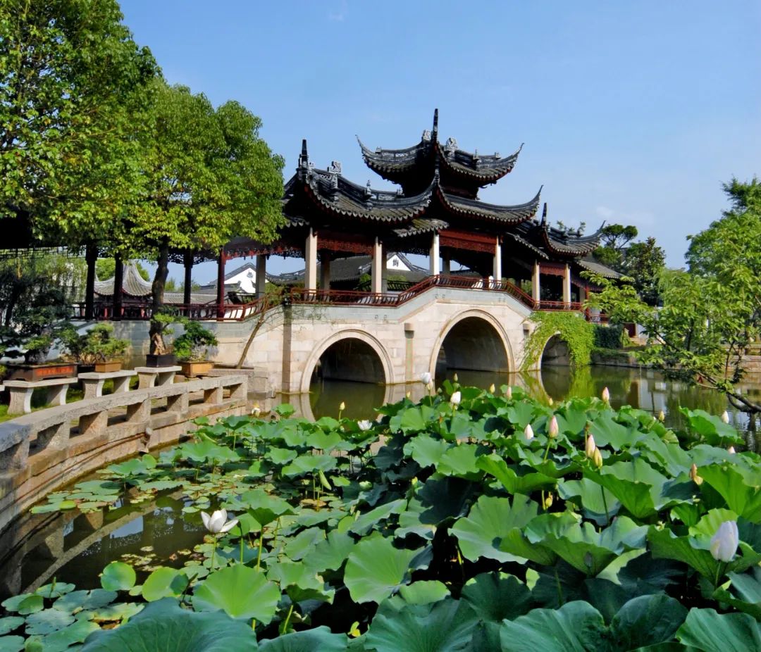 苏州吴江赏荷地图,送你一池子的夏天_江苏国际在线