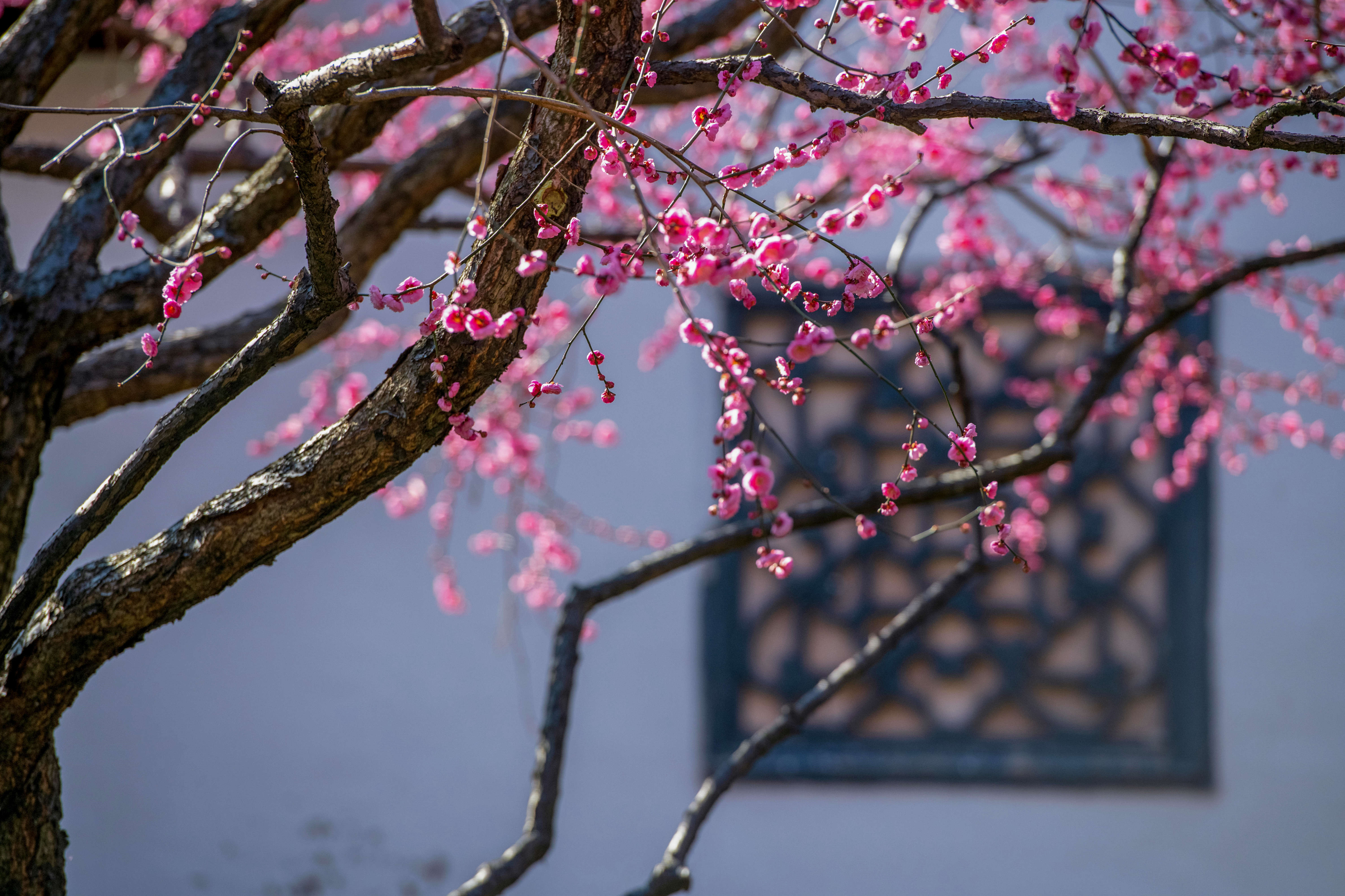 常州:梅开吐蕊春正好 疏影横斜暗香来