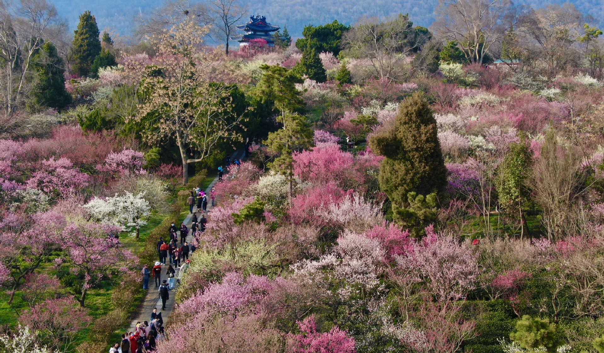 2021年香雪公园梅花节图片