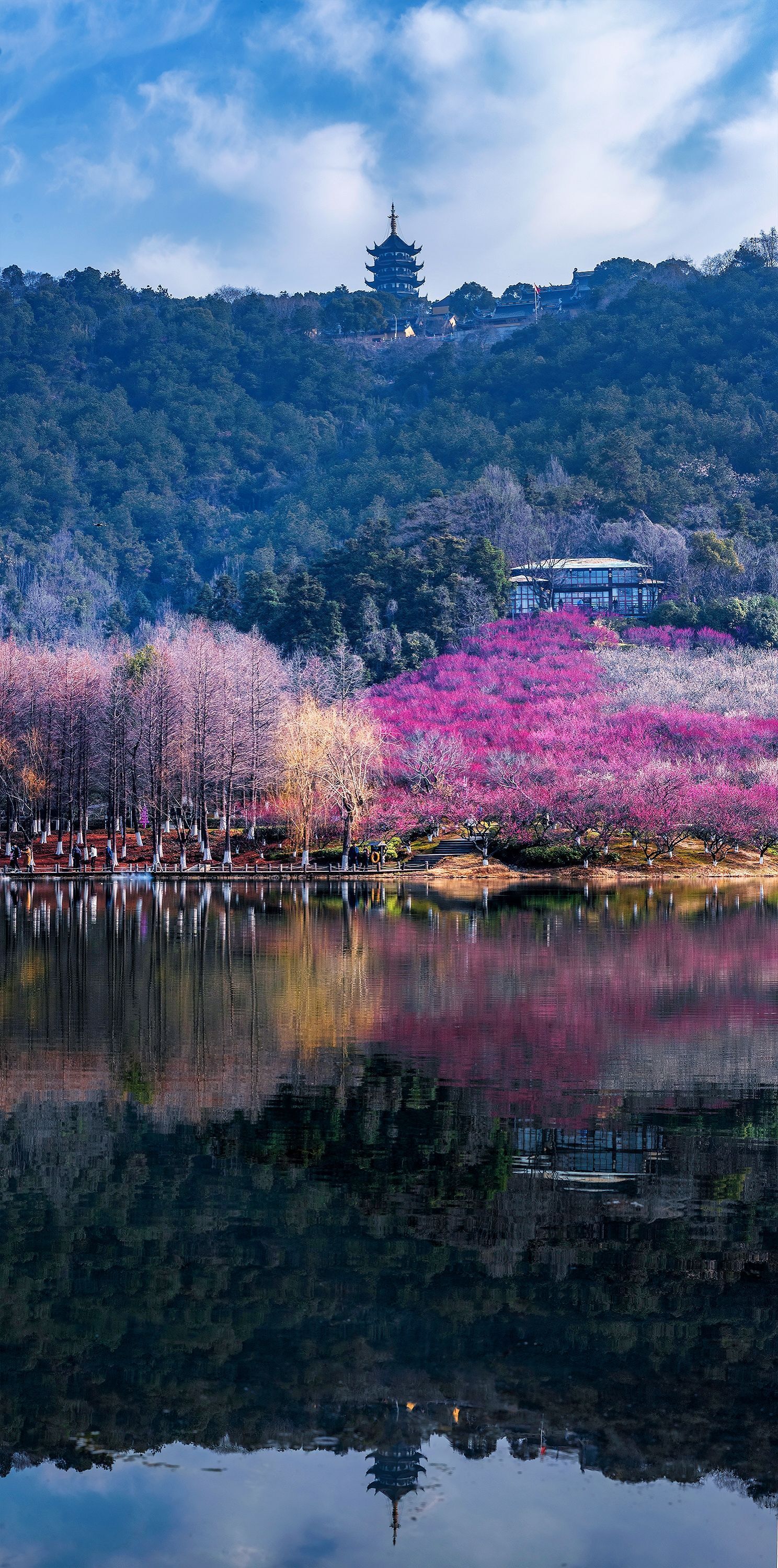 无锡红梅花儿开