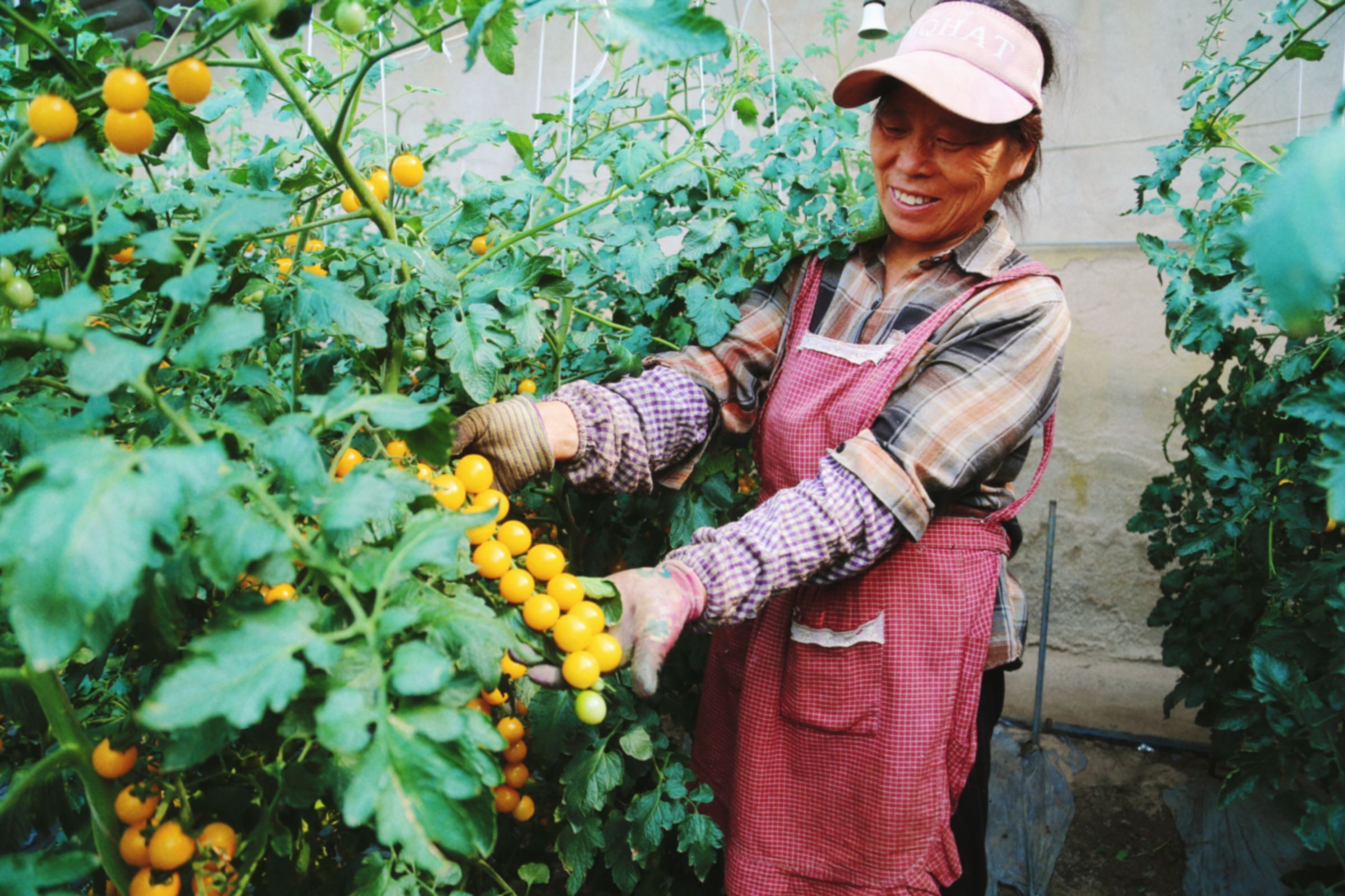 岗埠农场:夏日丰收